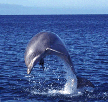 Torna a Viareggio
la "Regata dei cetacei"
